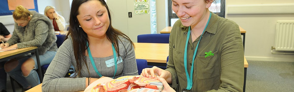 students working with anatomy model